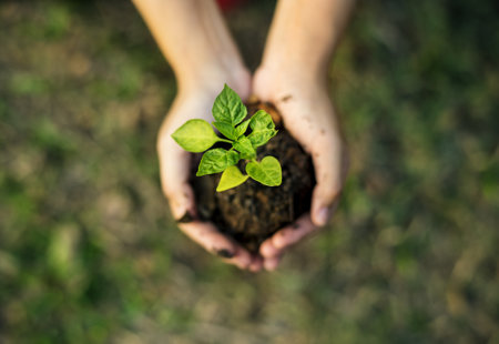 Photograph of someone holding a small plant in a ball of soil in their cupped hands